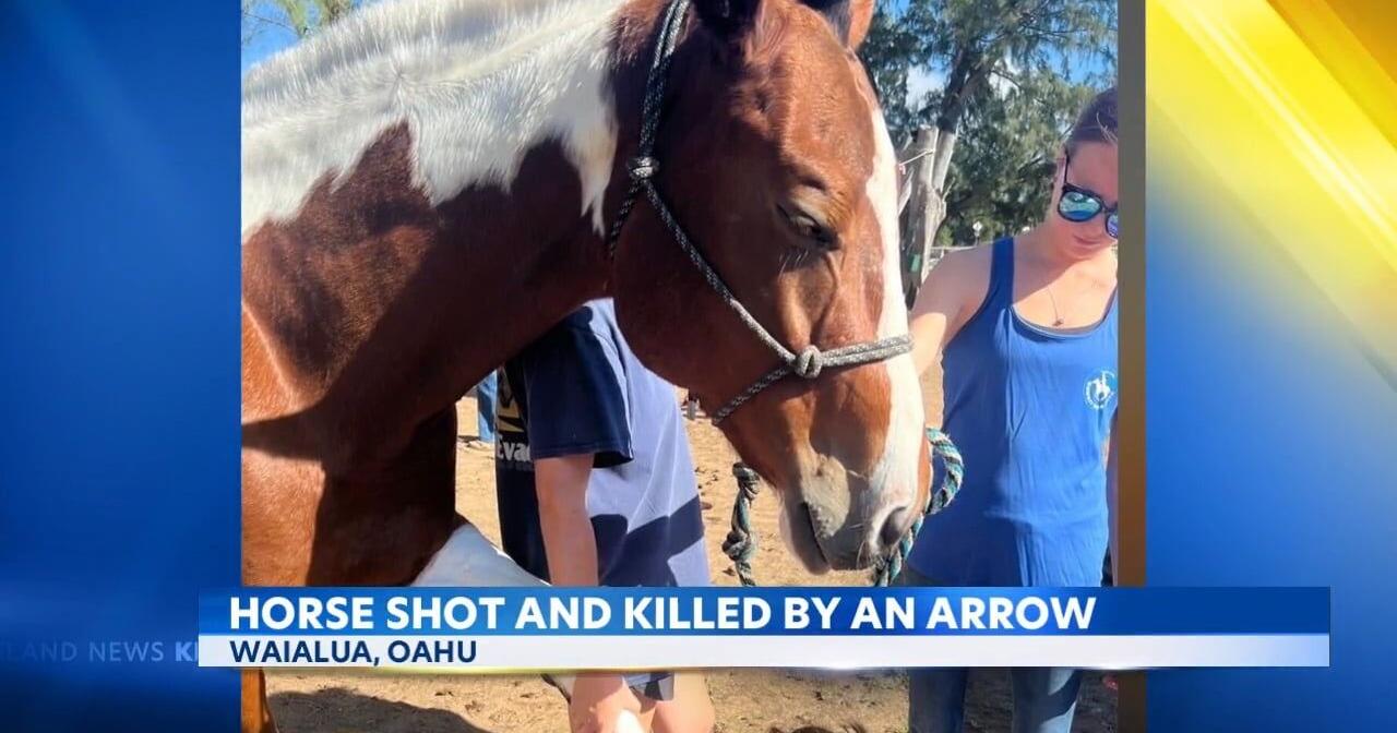 Dory the horse shot and killed by arrow on Oahu's North Shore - Vimarsana News