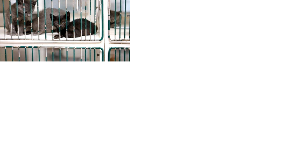 How Free Roaming Cats can Cause Problems for Hawaiian Monk Seals - Vimarsana News