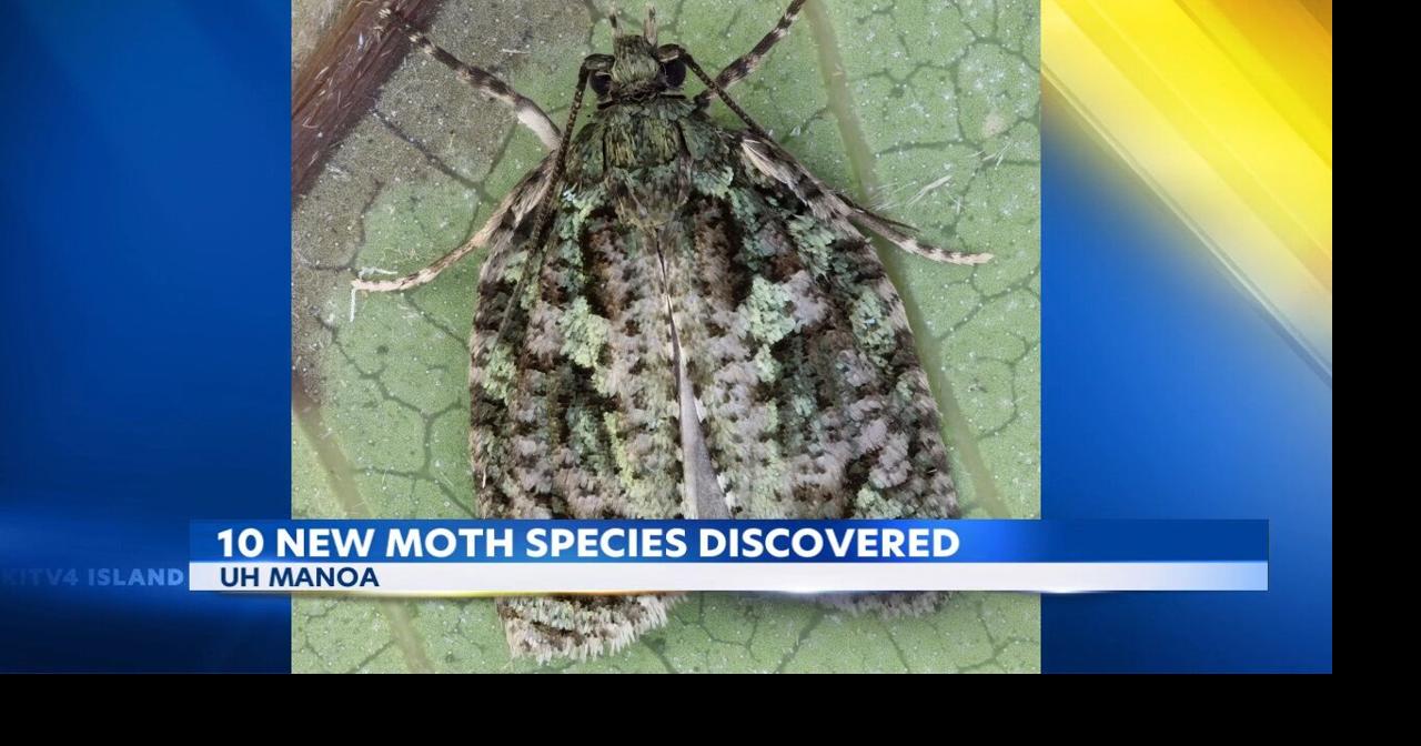 University of Hawaii finds ten new Hawaiian moth species