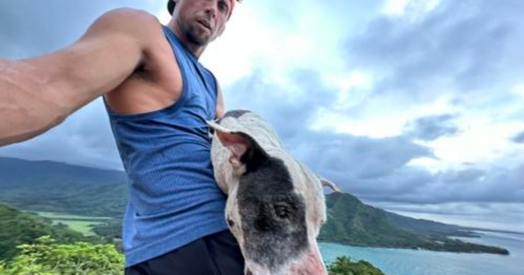 Hiker saves dog stuck a thousand feet up on Kaaawa trail - Vimarsana News
