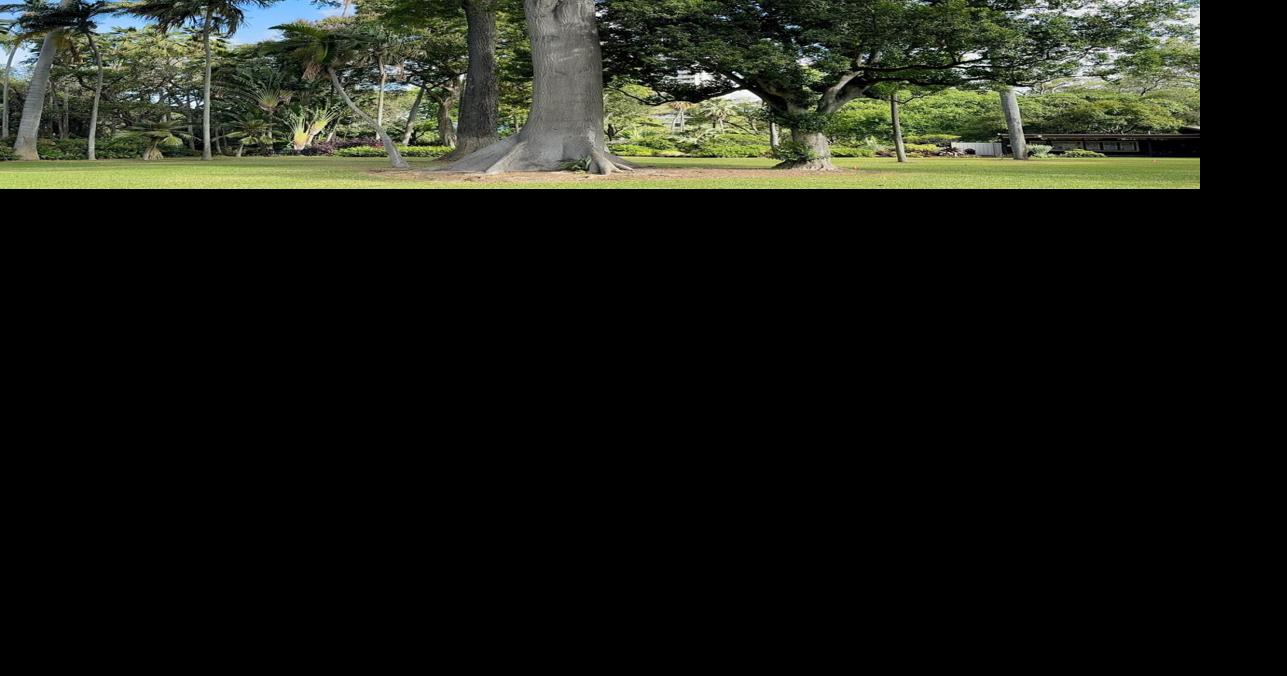 Foster Botanical Garden celebrates 50 years of exceptional trees with ...