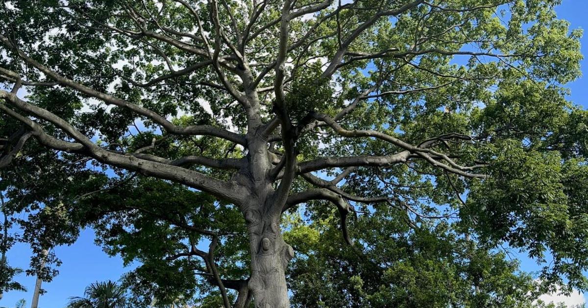 Foster Tree Foster Botanical Garden celebrates 50 years of exceptional trees with ...