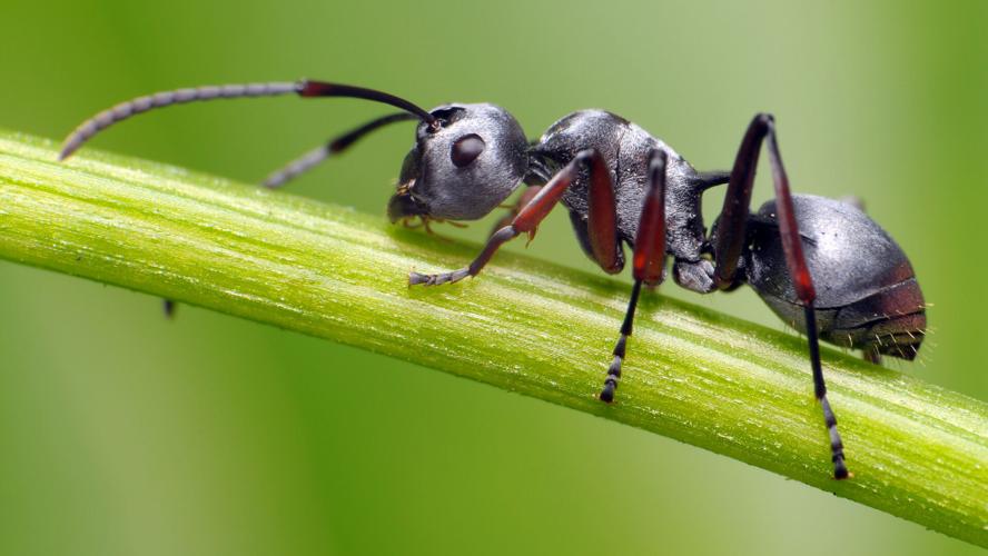 Scientists have estimated how many ants there are on Earth. Clue: It's a lot