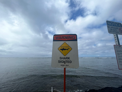 Shark attacks man at Kewalo Basin Harbor, lifeguards warn swimmers to stay out of water | News | kitv.com