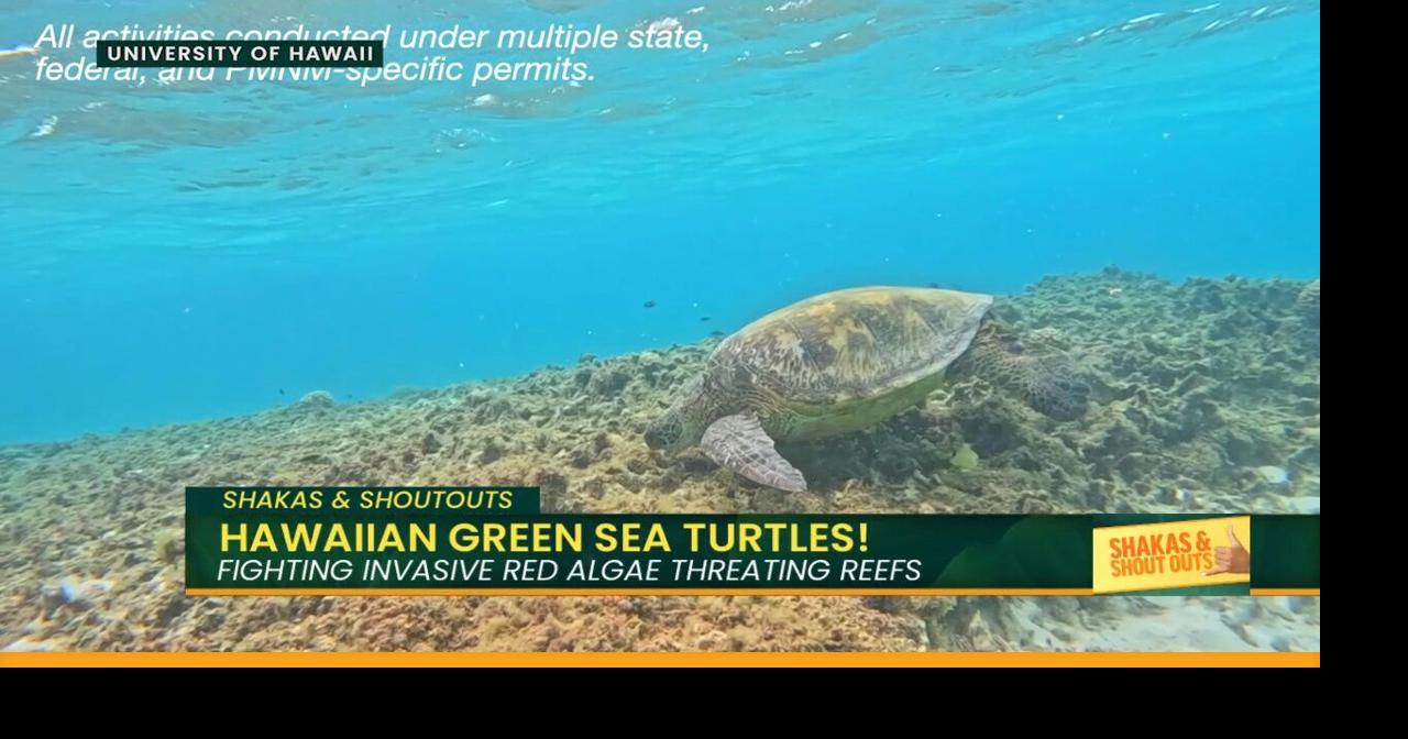 Honu Emerge As Reef Defenders | Island Life Live | kitv.com