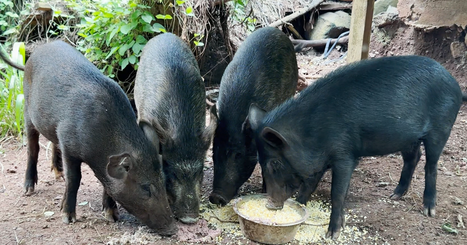 Poachers shoot down family of pet pigs at Hawaii Country Club - Vimarsana News