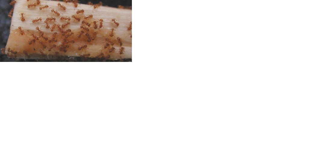 Residents asked to remain vigilant after new Little Fire Ant colony found on Kauai - Vimarsana News