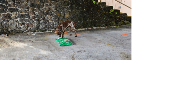 Manu the Dog has started training to find Coconut Rhinoceros Beetles on the Big Island - Vimarsana News