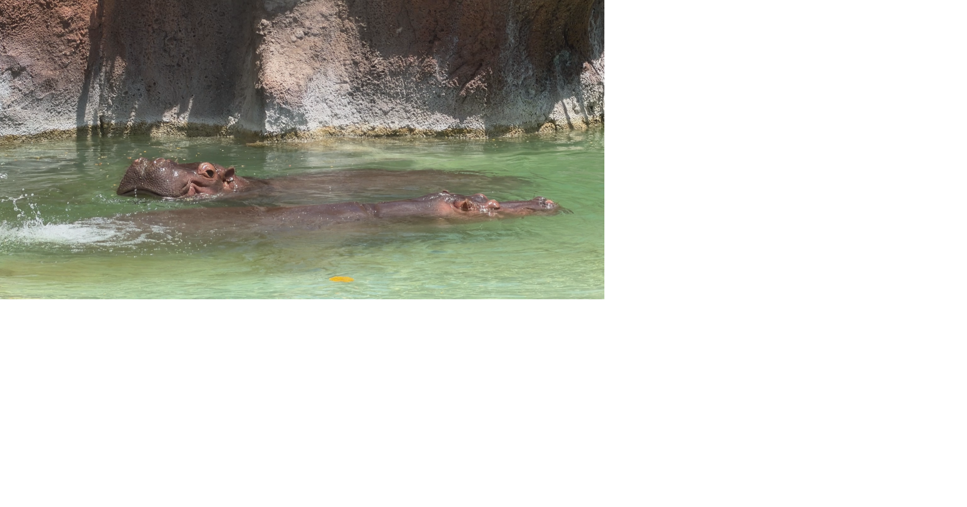 Honolulu Zoo reopens exhibit with 8 new penguins and 2 hippopotamuses