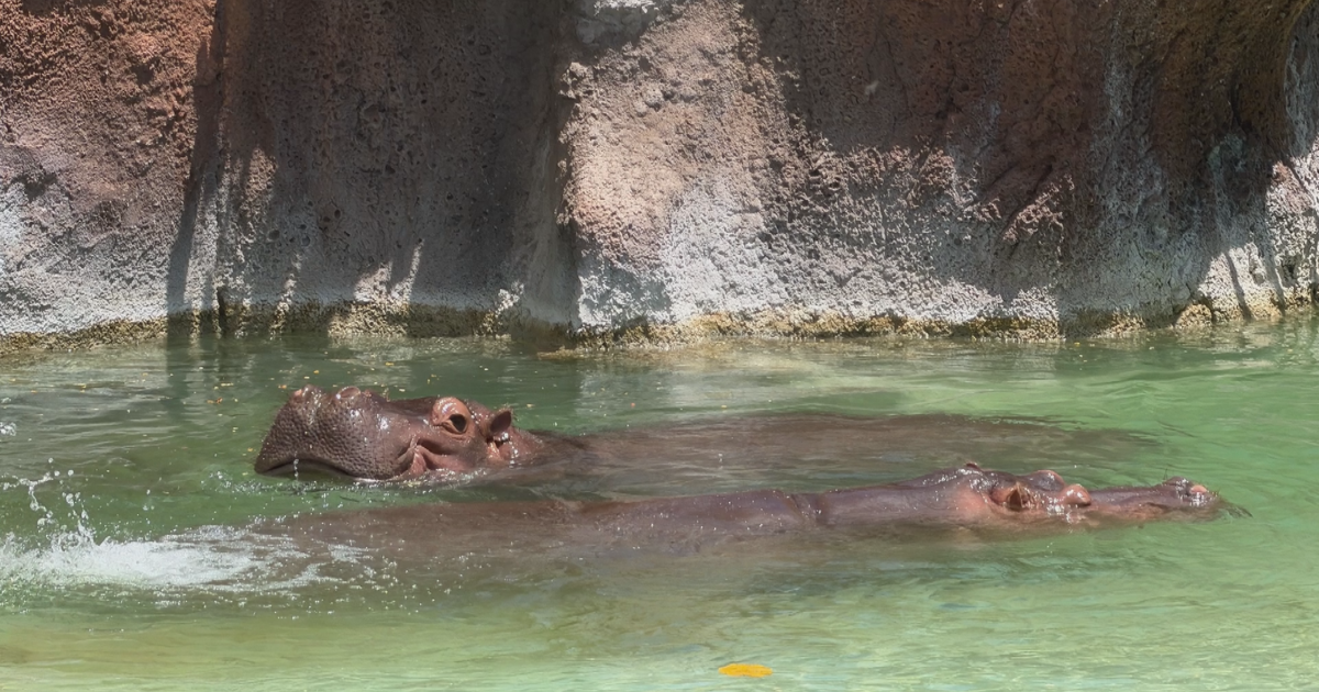 Honolulu Zoo reopens exhibit with 8 new penguins and 2 hippopotamuses