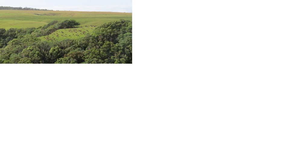 Gov. Ige declares fourth disaster relief period for Axis deer crisis in Maui County - Vimarsana News