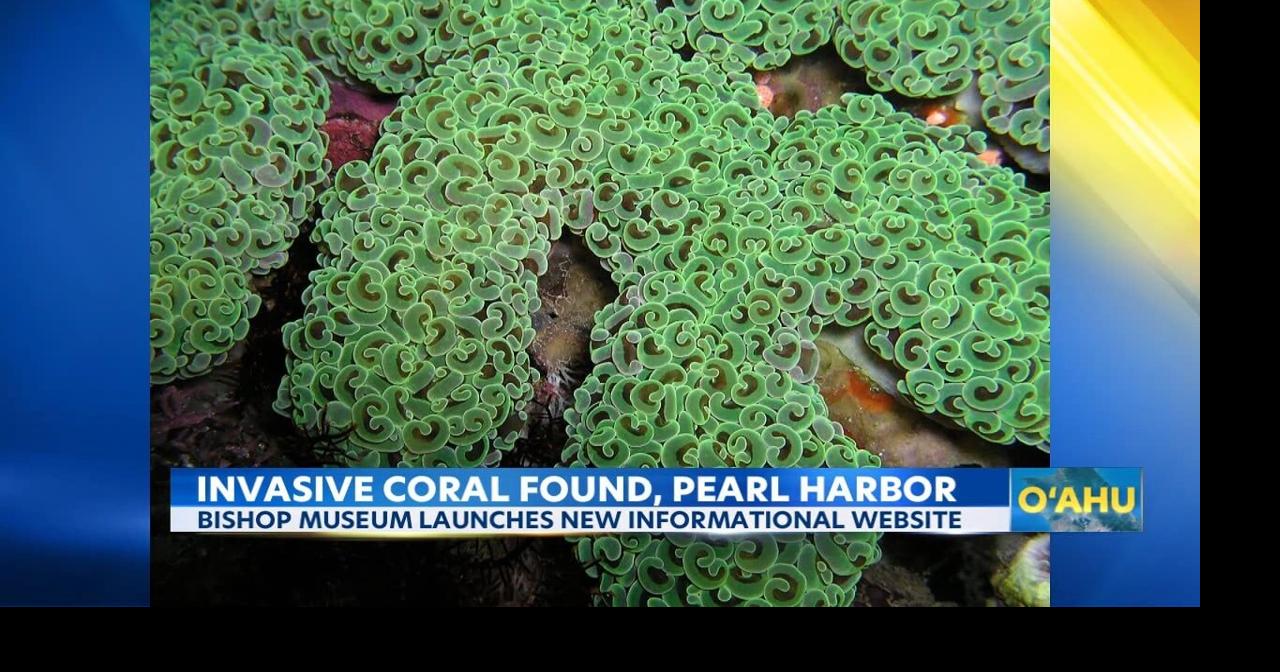 Museum unveils website on Hawaii's coral reef invasive species