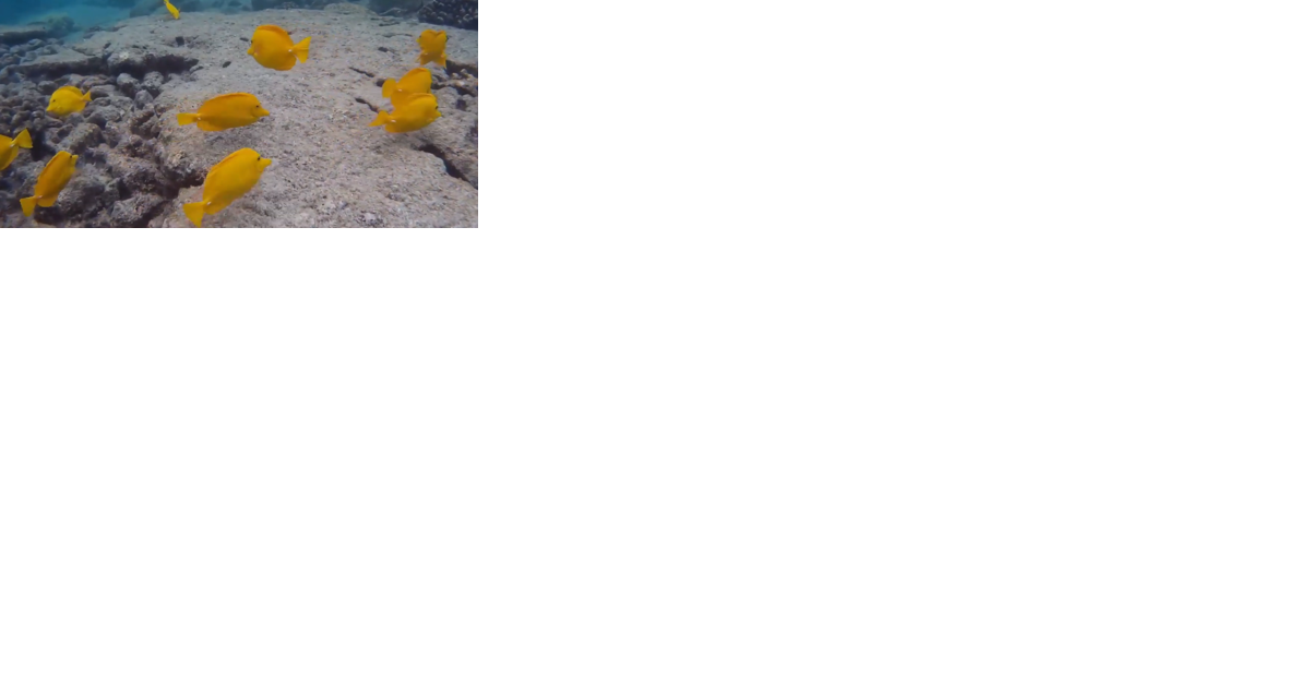 HPU's Oceanic Institute 'cultured fish' program aims to protect Hawaii's wild fish - Vimarsana News