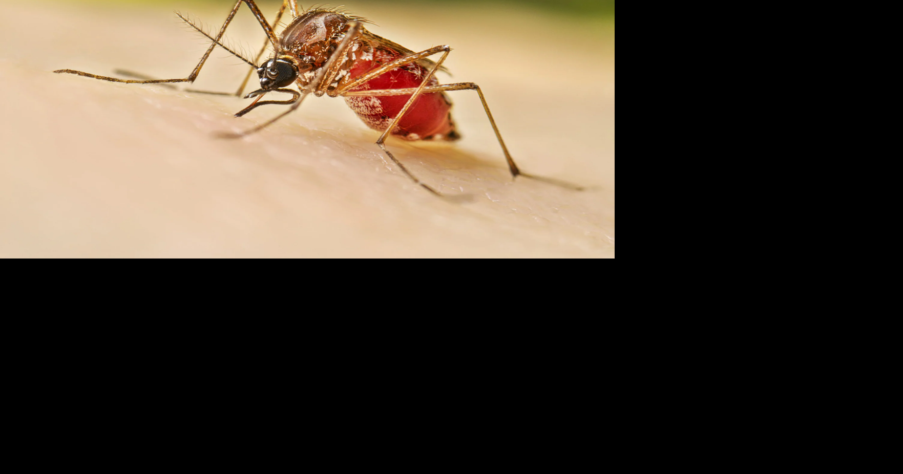 Hawaii's 11th case of dengue fever reported in 2025