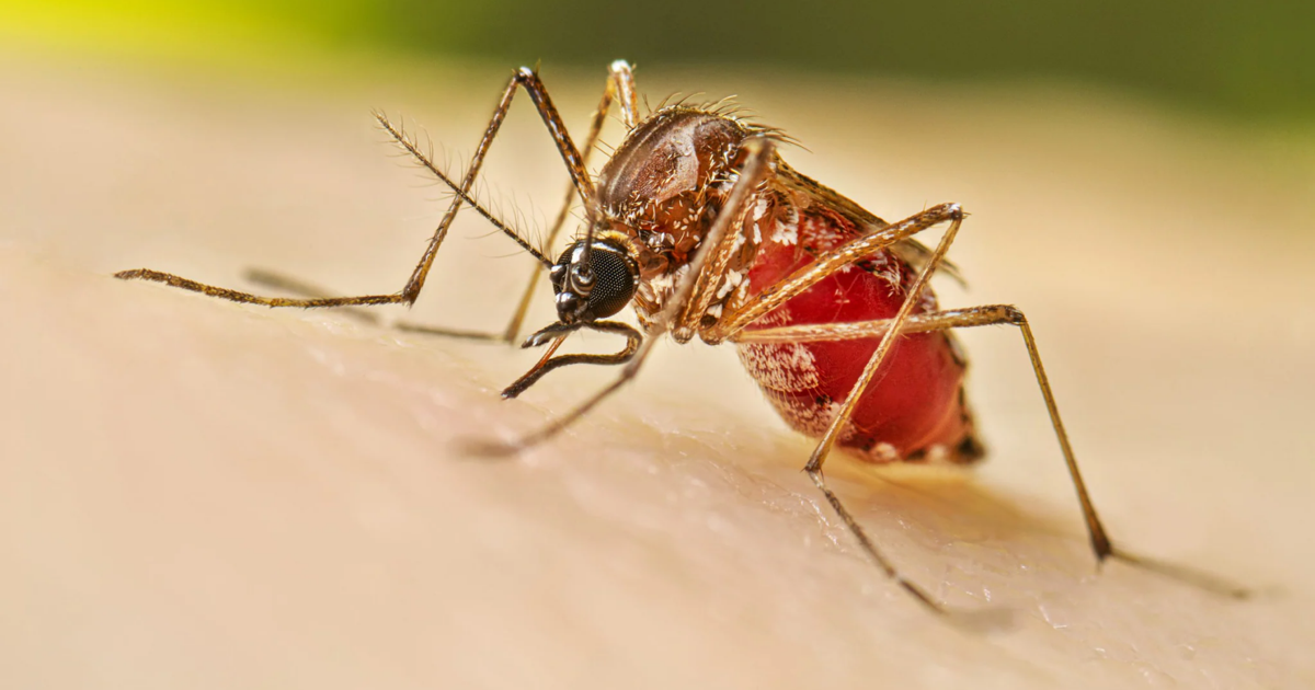 Hawaii's 11th case of dengue fever reported in 2025