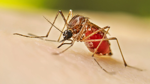 Hawai‘i confirms 14th dengue case of 2025; New infection reported on Oʻahu