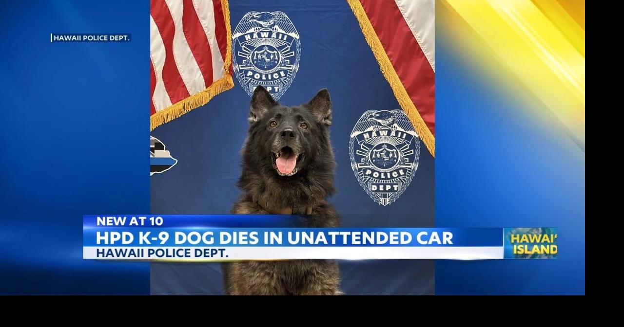 Big Island police dog dies after being left in hot car | News | kitv.com