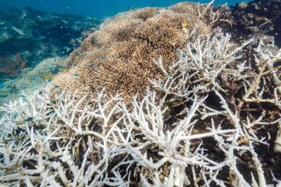 Great Barrier Reef suffers sixth mass bleaching event with 91% of reefs surveyed affected