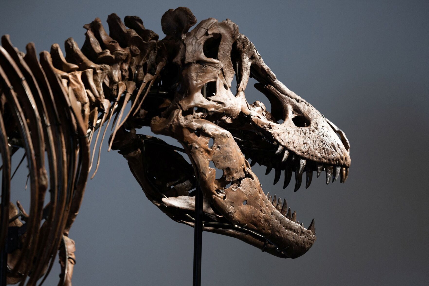 Rare T. rex fossil sells for record $50.1 million at auction