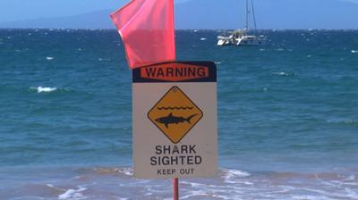 Shark Warning Generic