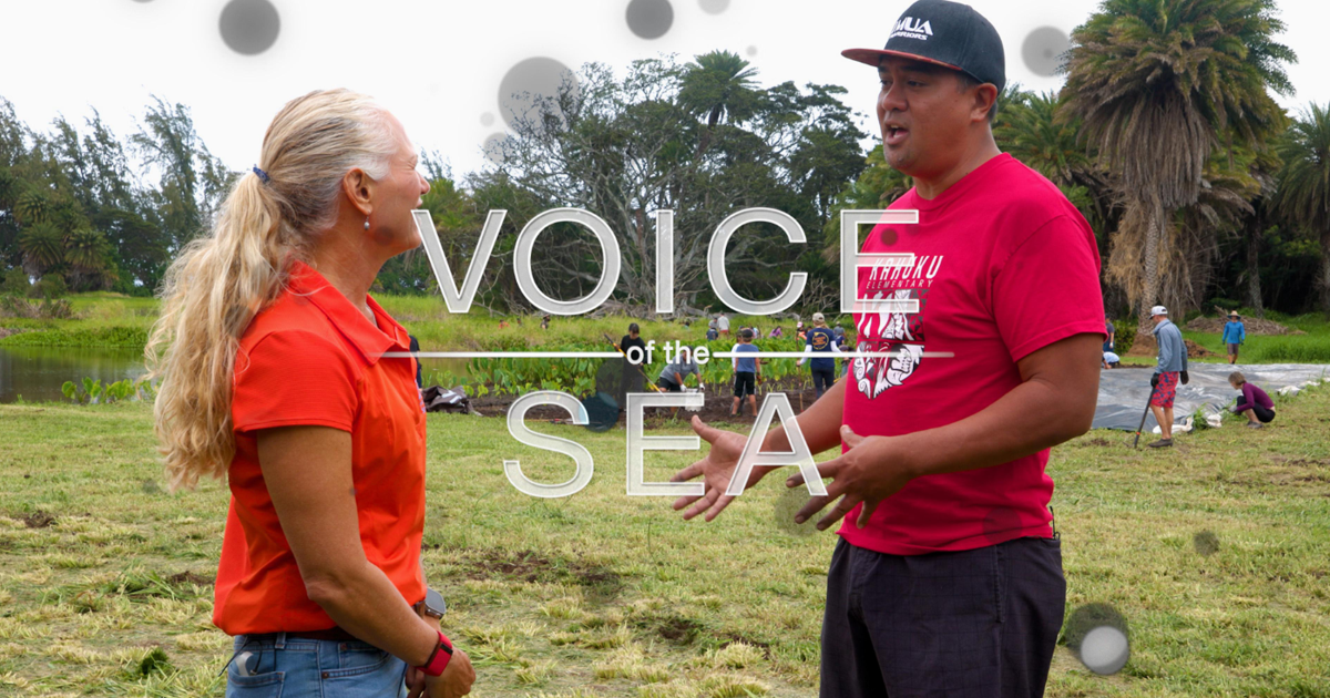 ‘Voice of the Sea’ wins record 10 Telly Awards