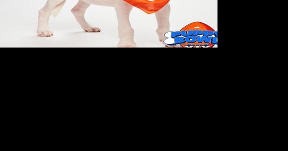 Hawaii to be represented in the Puppy Bowl with Maui rescue pup 'Elua' - Vimarsana News