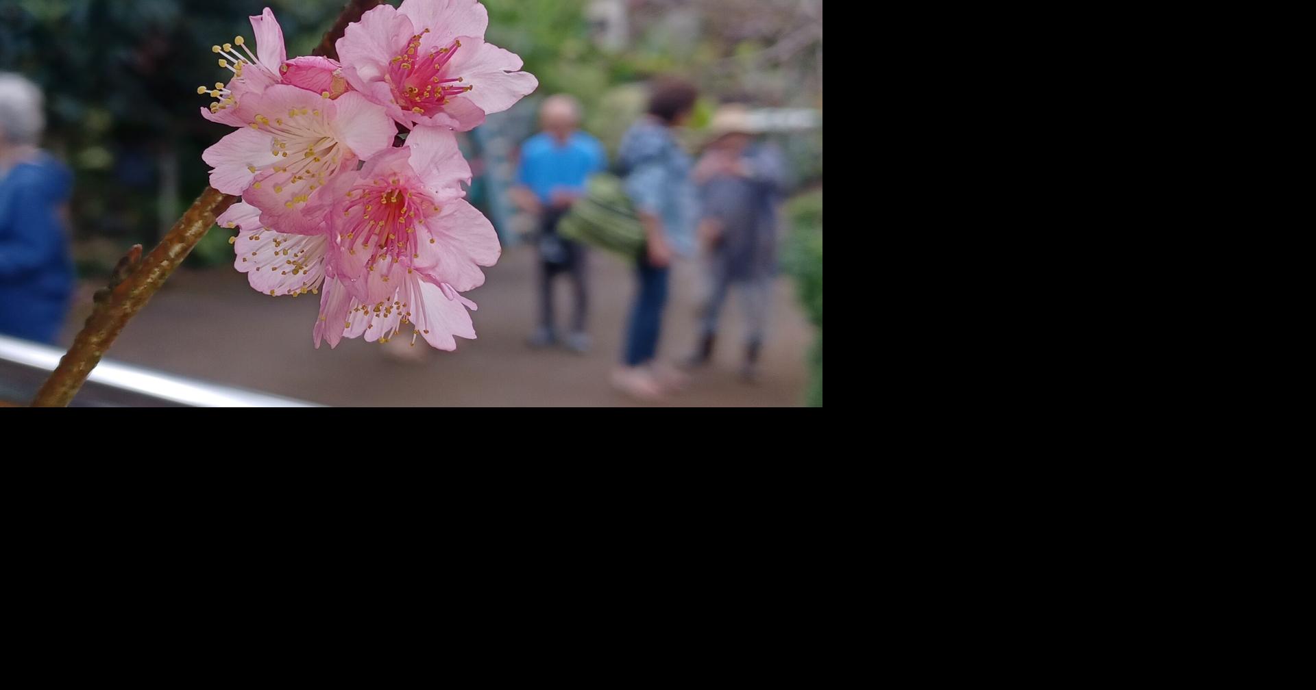 Dozens enjoy Wahiawa cherry blossom tour on Saturday News