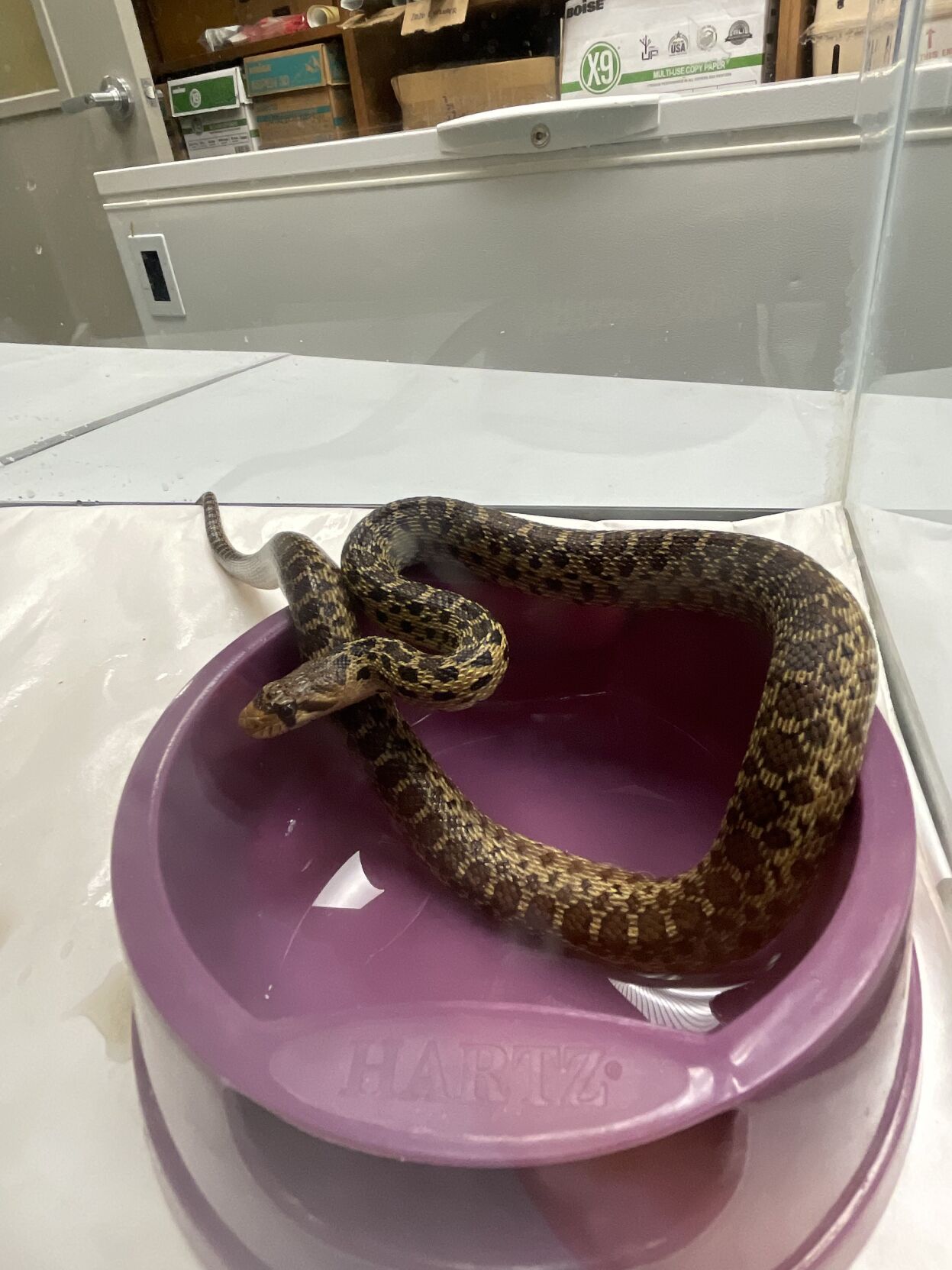 Live snake discovered at Christmas tree store in Hilo | News