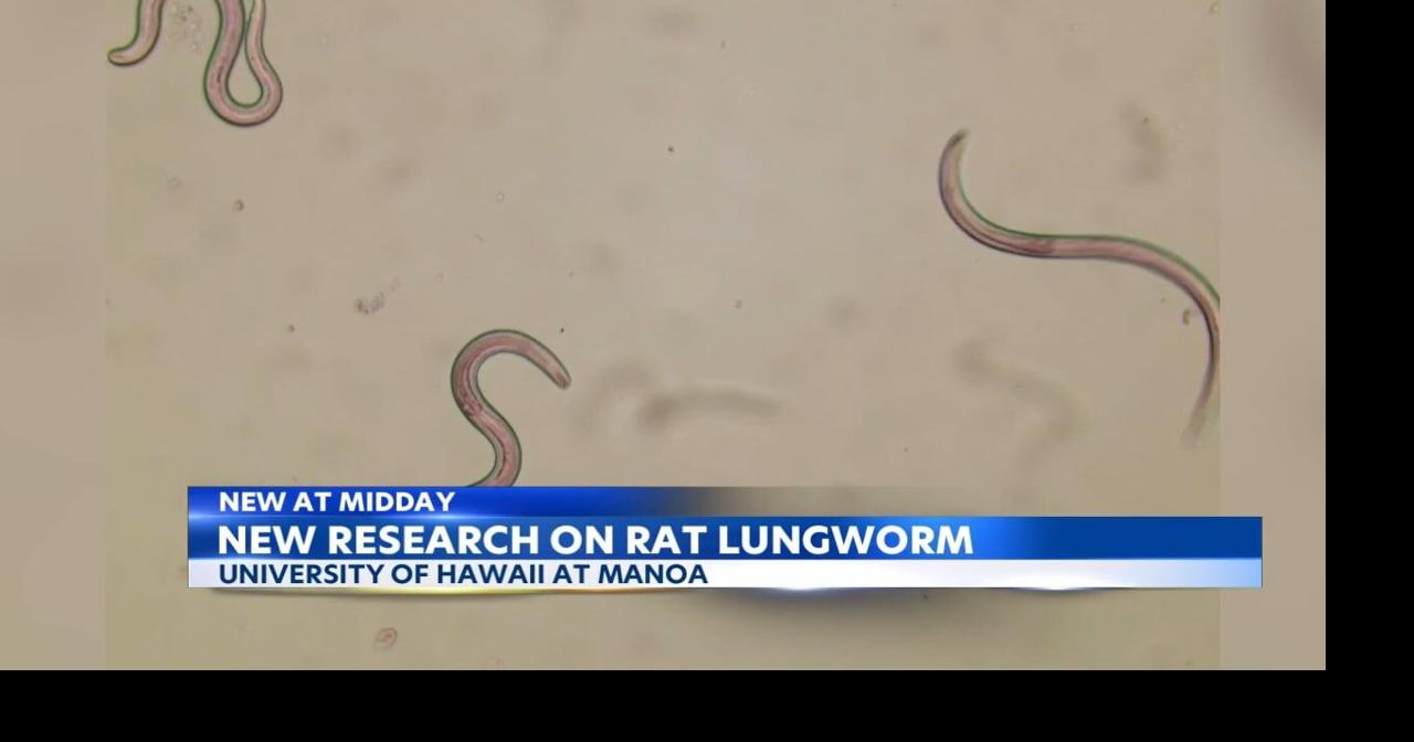 Snails, slugs may spread Rat Lungworm disease through slime News