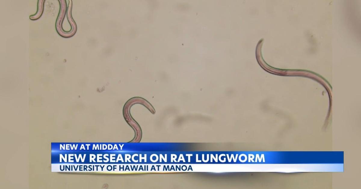Slugs Rats Snails, slugs may spread Rat Lungworm disease through slime | News ...