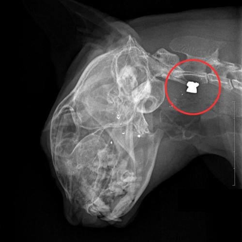 A cat survives being shot in the head with a pellet gun and finds a new ...