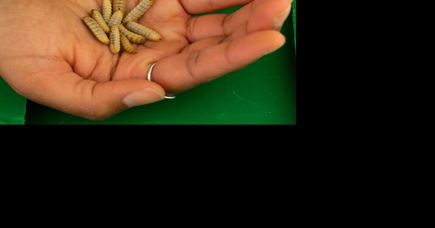 Tyson Foods, one of the biggest meat producers, is investing in insect ...