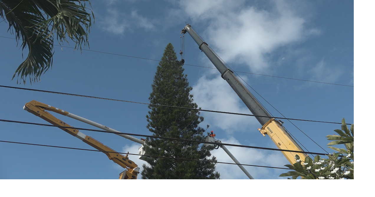 Prominent Kailua Cook pine tree harvested to Christmas centerpiece at Honolulu Hale
