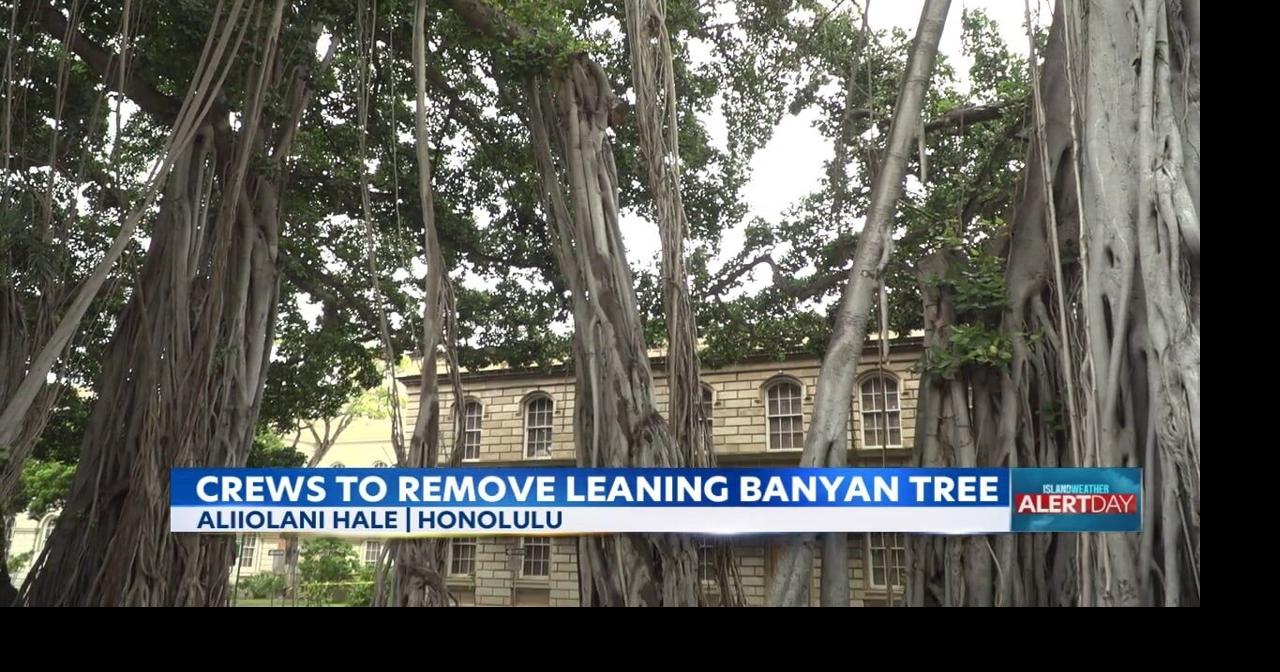Crews to remove cracked banyan tree near Supreme Court in Honolulu