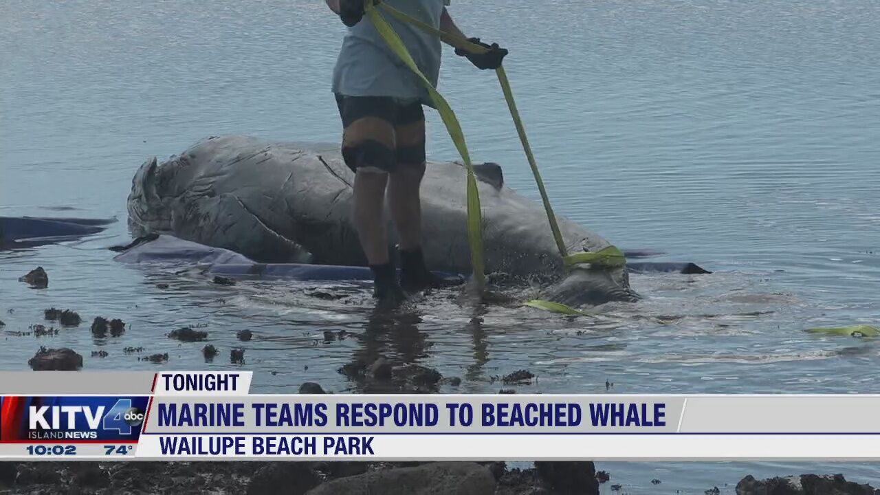 Dead humpback whale calf washes ashore at Wailupe Beach Park | Local |  kitv.com