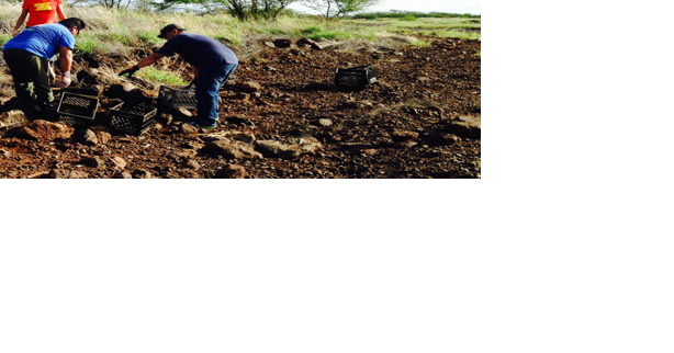 Rehab of Kahoolawe continues - Vimarsana News