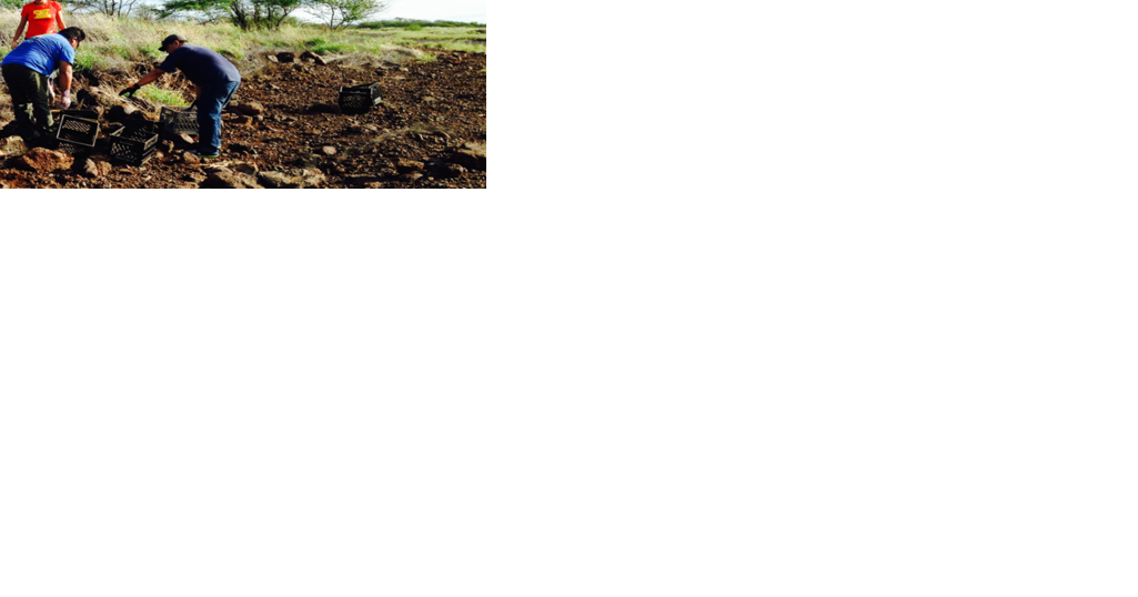 Volunteers continue work of restoring Kahoolawe after decades of bombardment - Vimarsana News