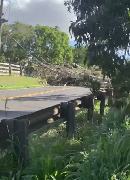 Tree in Makawao falls onto vehicle and electric pole causing