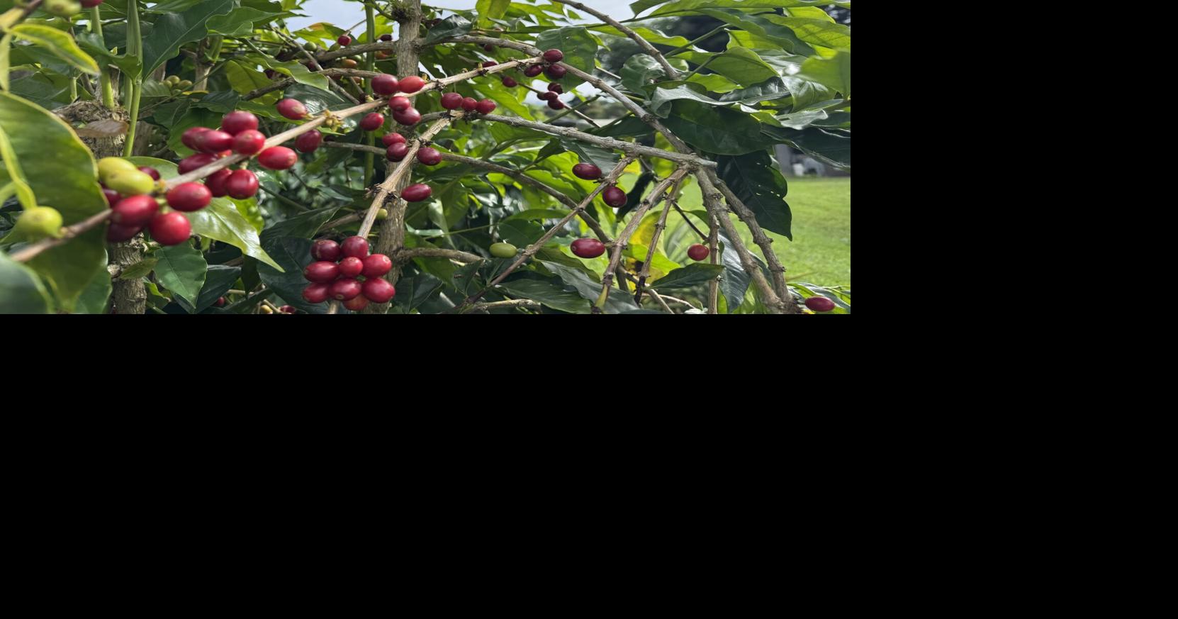 Kona Coffee Cultural Festival marks 54 years of Hawaii’s most beloved brew | Local