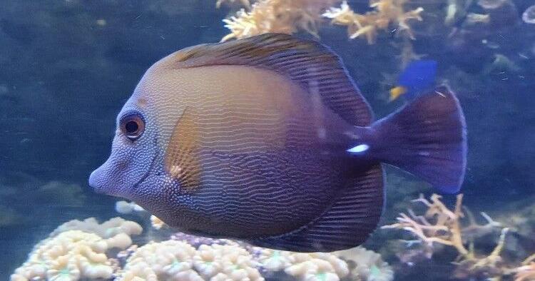 Honolulu man sentenced to probation for selling illegally-caught Hawaiian fish