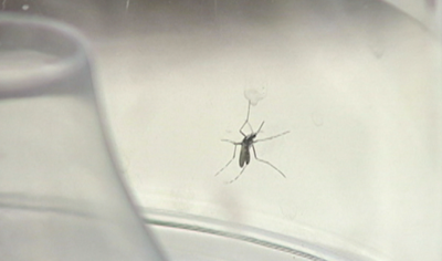 5 cases of malaria in the U.S.