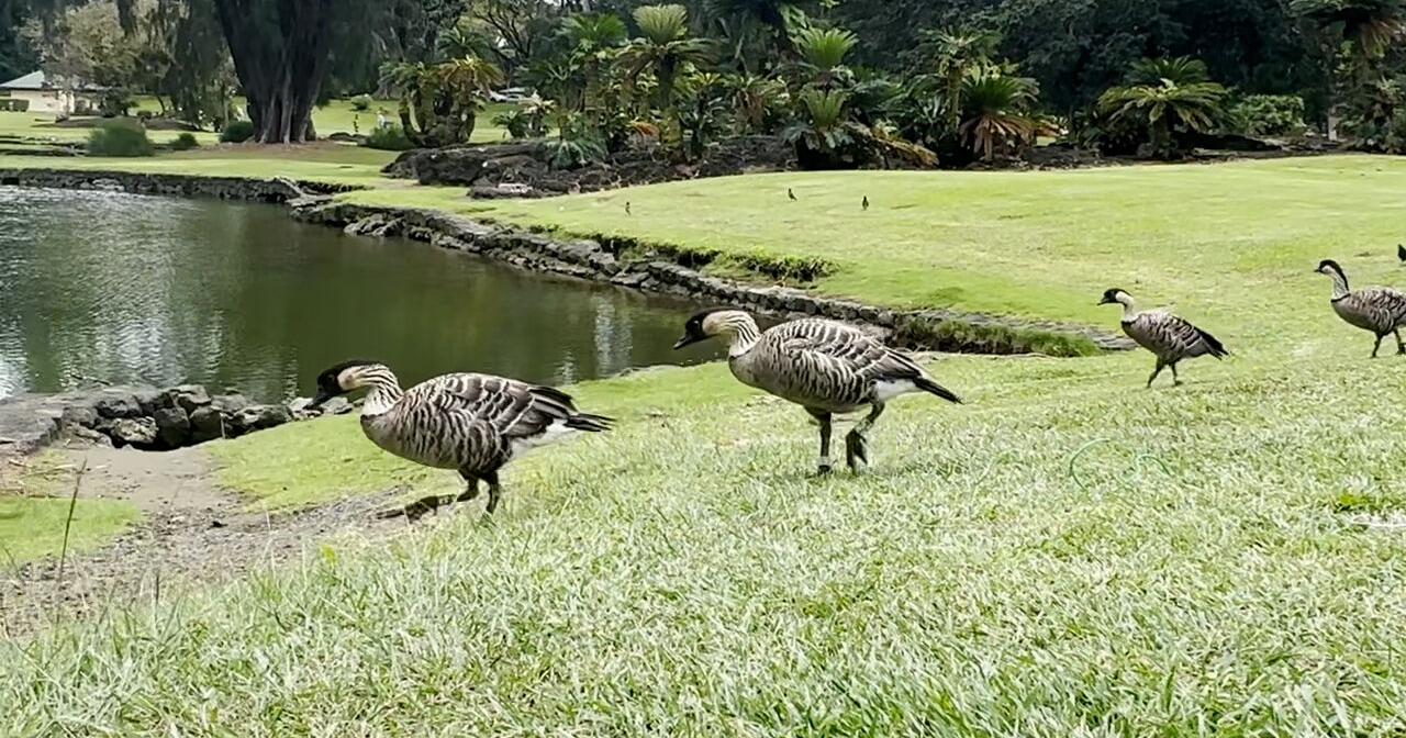 Locals Tend to Hilo Pond in Wake of Nene Gosling's Death - Vimarsana News