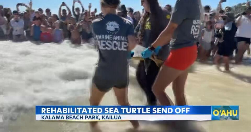 Sea turtle returns to ocean after losing flipper in fishing line entanglement