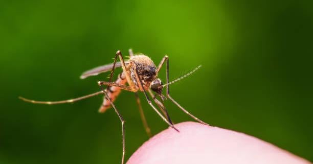 Ninth case of dengue fever confirmed in the state for 2025