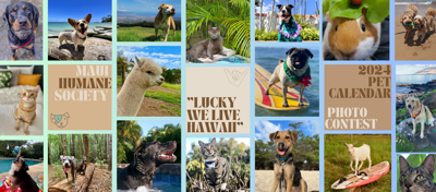Maui Humane Society photo contest
