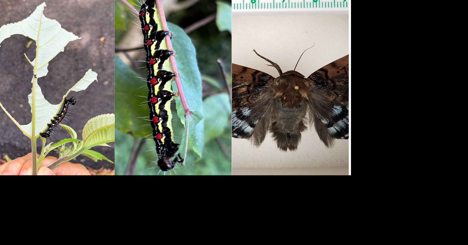 First ramie moth caterpillar found on Kauai; locals asked to report