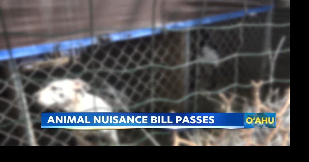 Honolulu City Council passes bill on excessive barking and nuisance pets