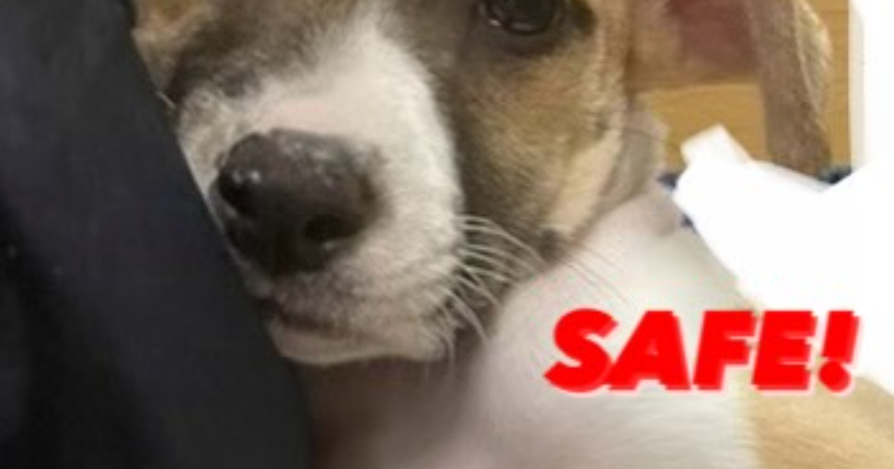 Animal cruelty suspect arrested after video of dog abuse goes viral ...