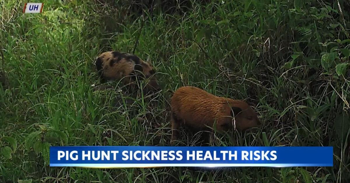 Pigs Injuries New field test could detect deadly pig disease in under an hour | News ...