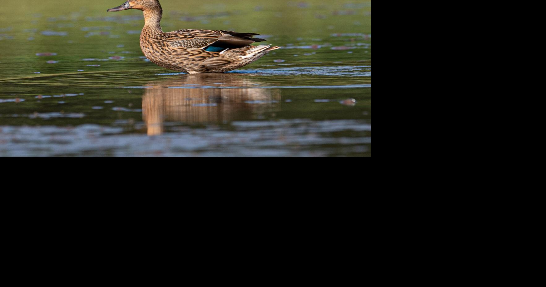 Hawaiian duck that died on Kauai confirmed to have bird flu